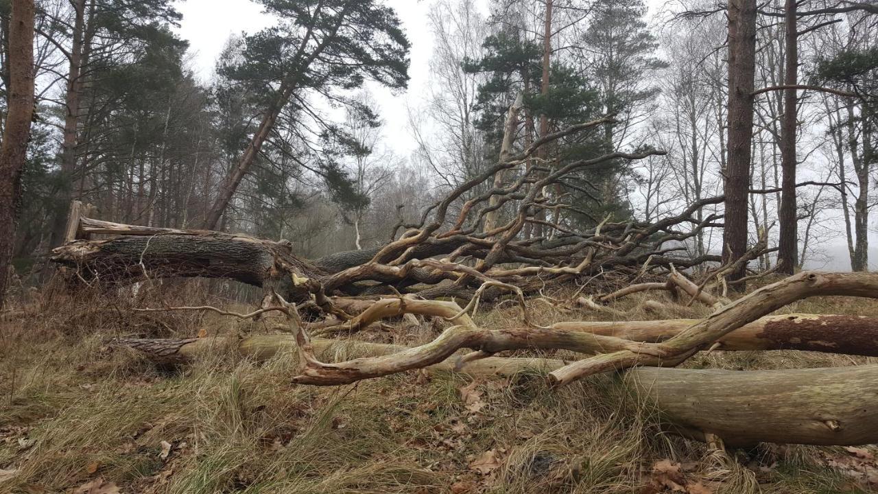 Slowinskie Widoki Domki Flora, Fauna, Noclegi Smoldzinski Las Esterno foto