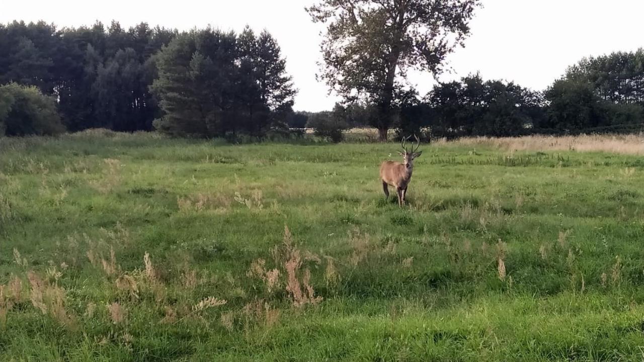 Slowinskie Widoki Domki Flora, Fauna, Noclegi Smoldzinski Las Esterno foto