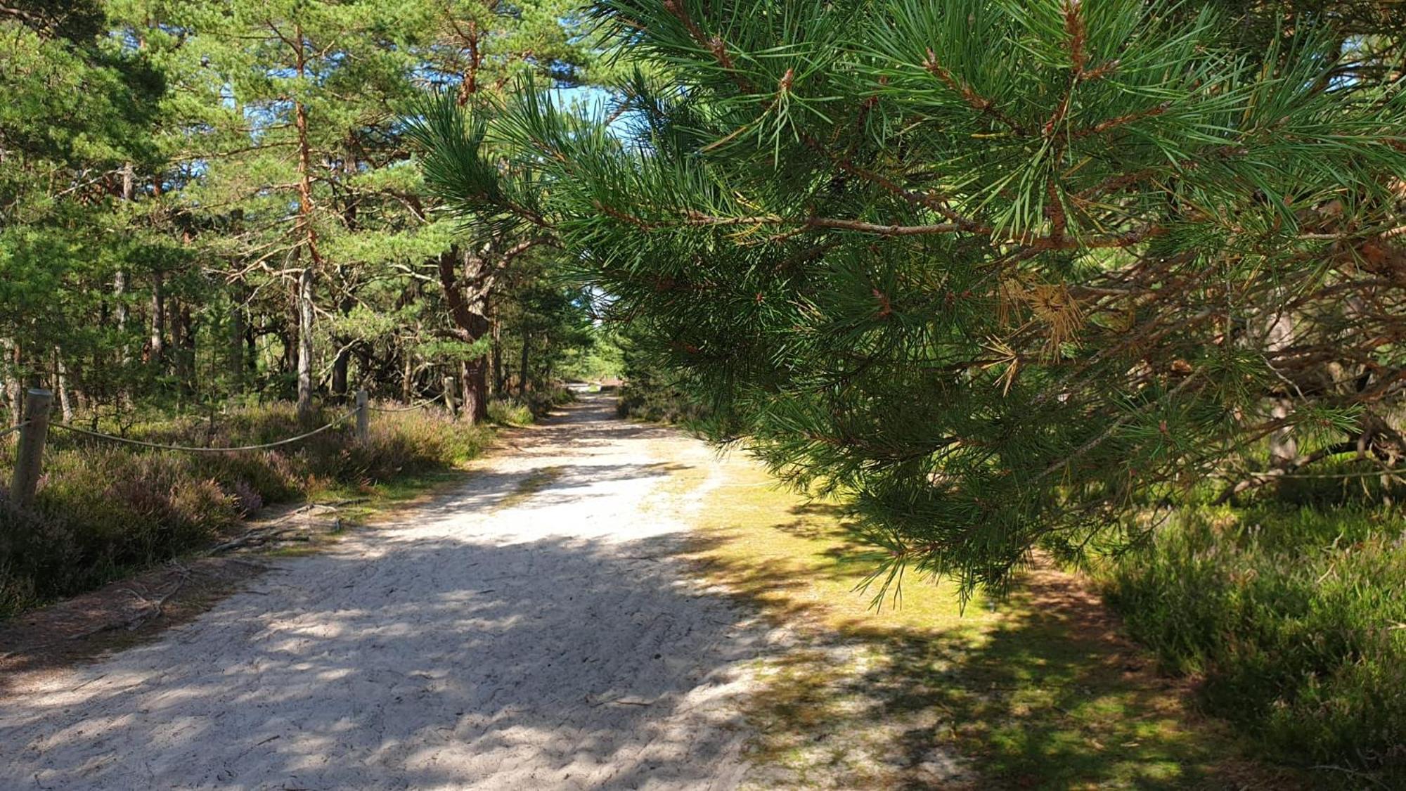 Slowinskie Widoki Domki Flora, Fauna, Noclegi Smoldzinski Las Esterno foto